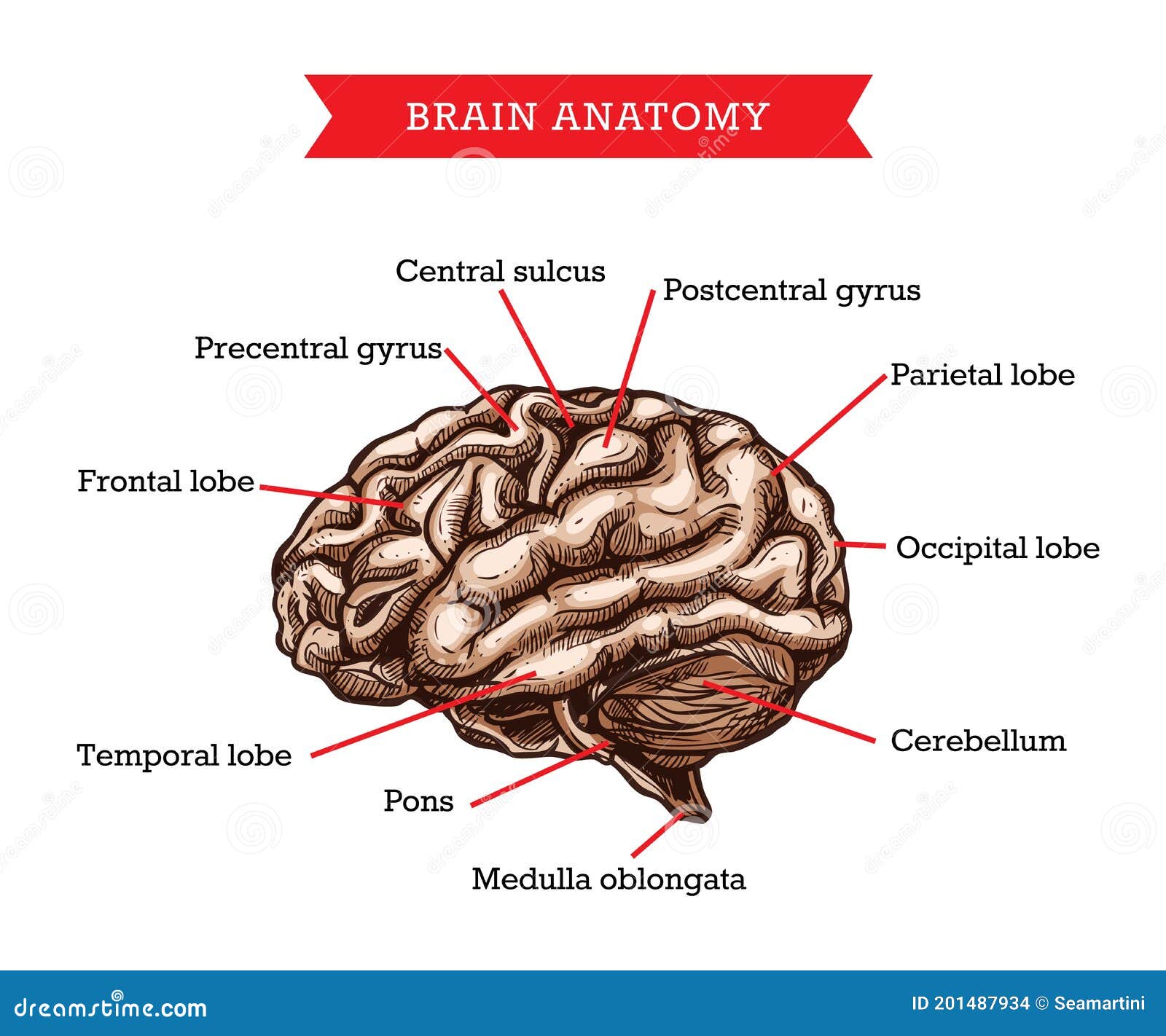 Human brain anatomy Vectors & Illustrations for Free Download | Freepik
