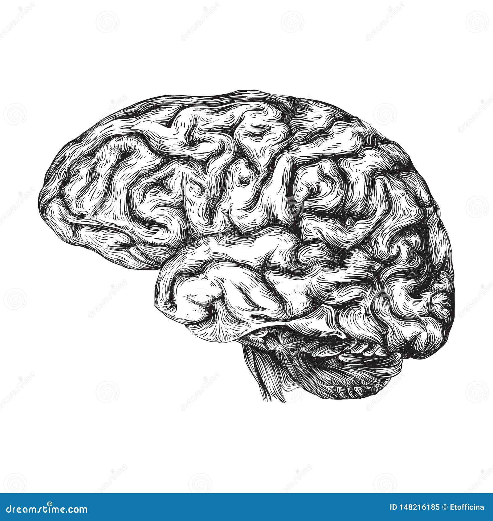 Human Brain - Black And White Illustration | CartoonDealer.com #148216185