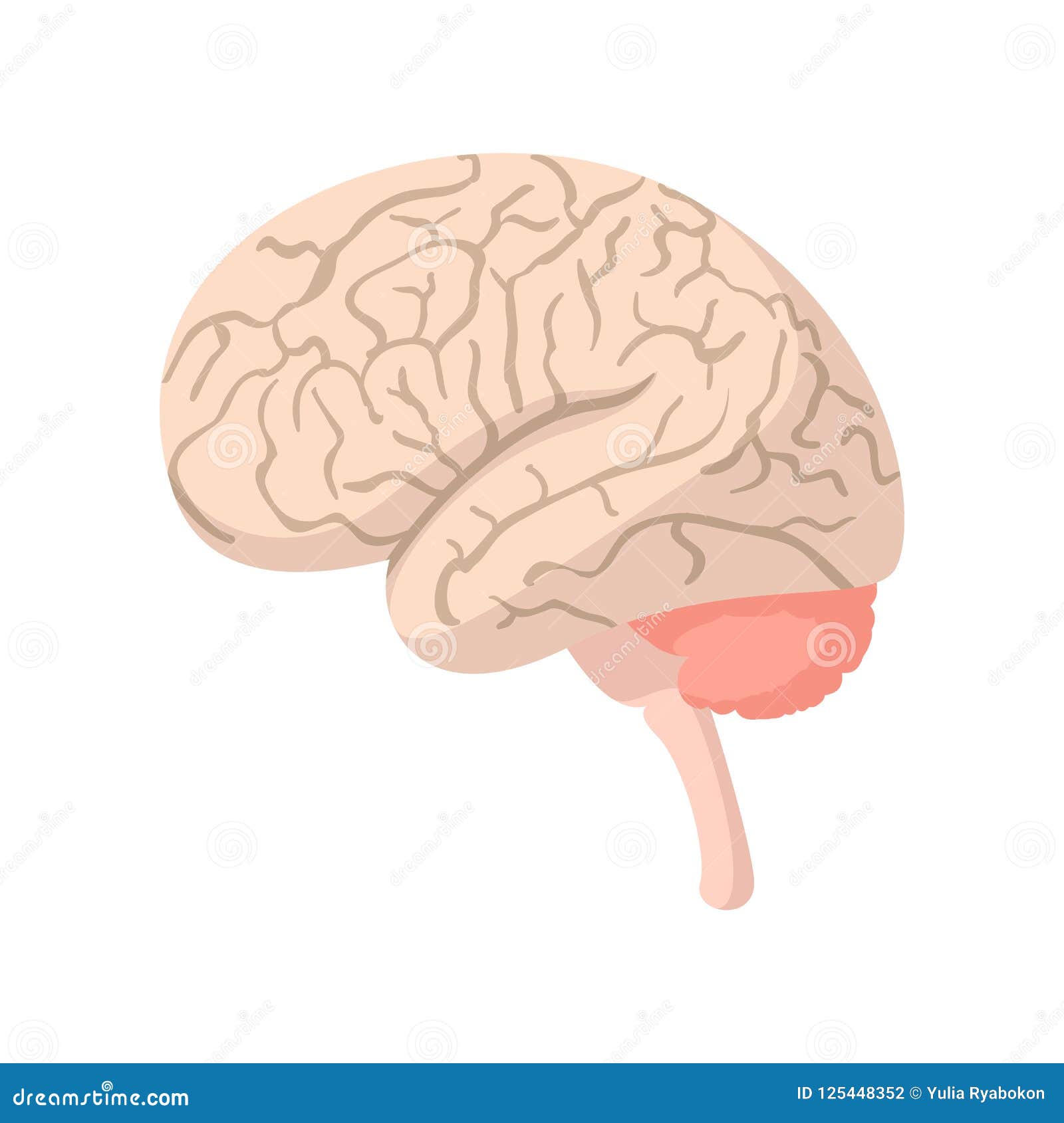 Human brain cartoon icon stock illustration. Illustration of anatomy - 125448352 Human brain cartoon icon stock illustration. Illustration of anatomy - 125448352