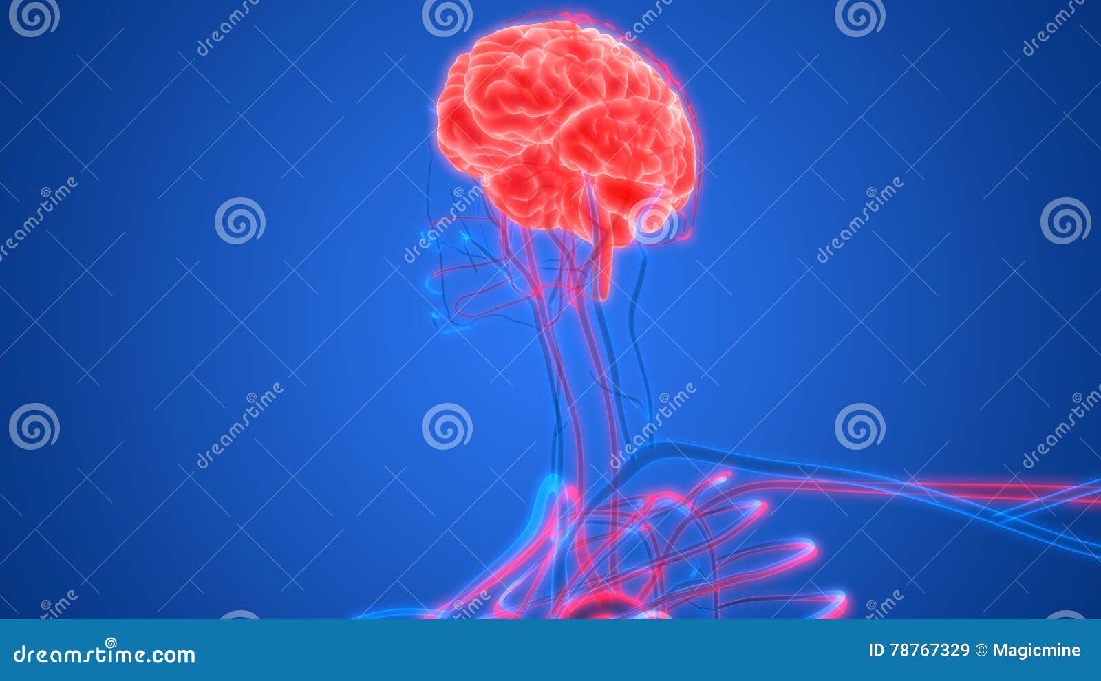 Human Brain With Circulatory System Stock Illustration - Illustration