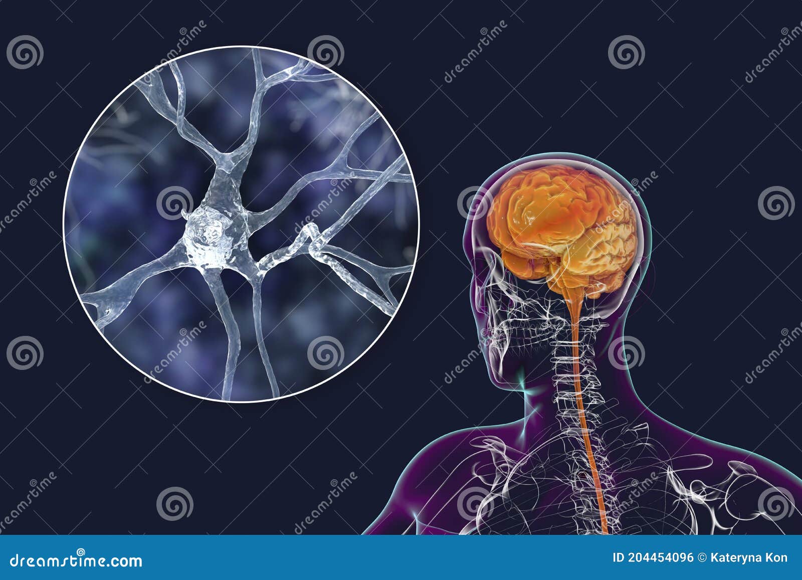 how many neurons in the brain how many neurons in the brain