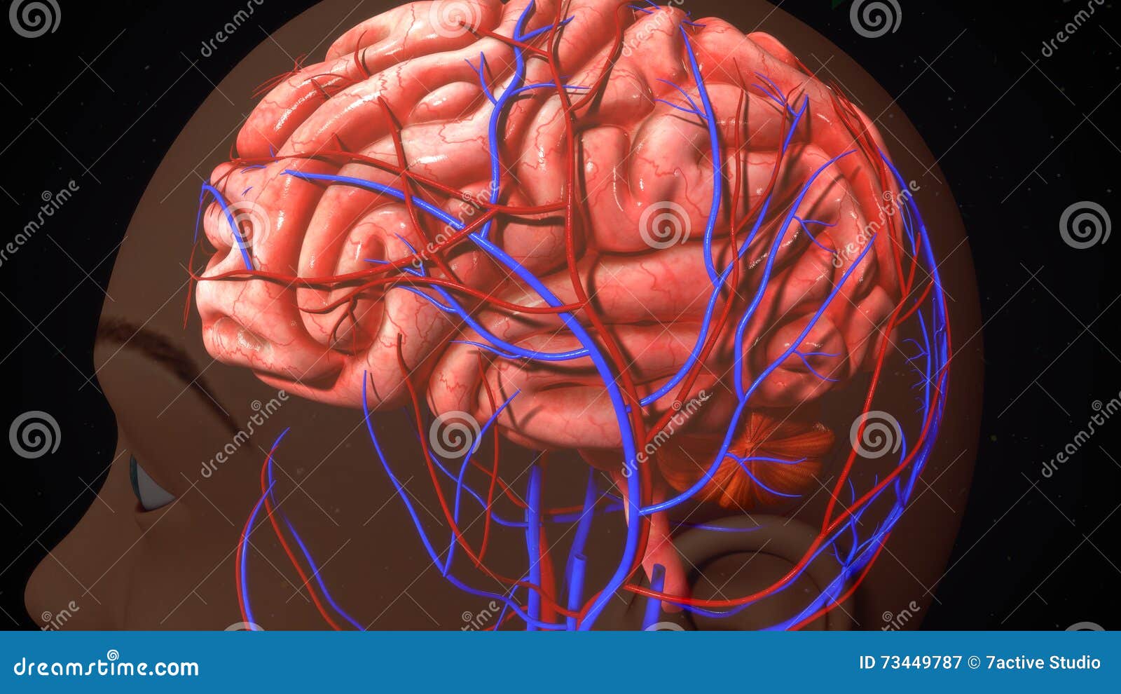 Human Brain stock illustration. Illustration of carotid 73449787