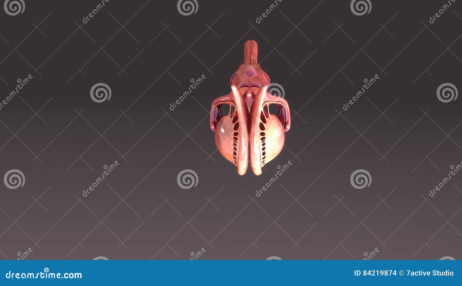 human brain corpus callosum top view
