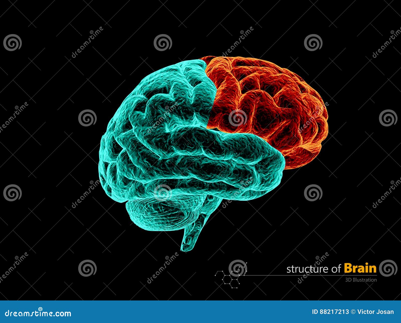 human brain, frontal lobe anatomy structure. human brain anatomy 3d .