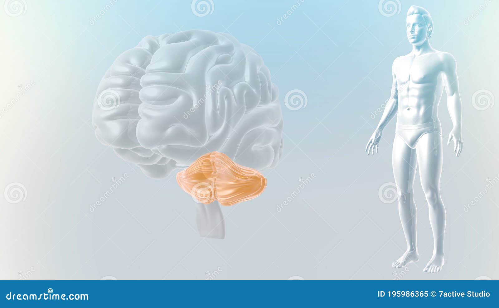 The Cerebral Cortex, human, mammals, human body, anatomy