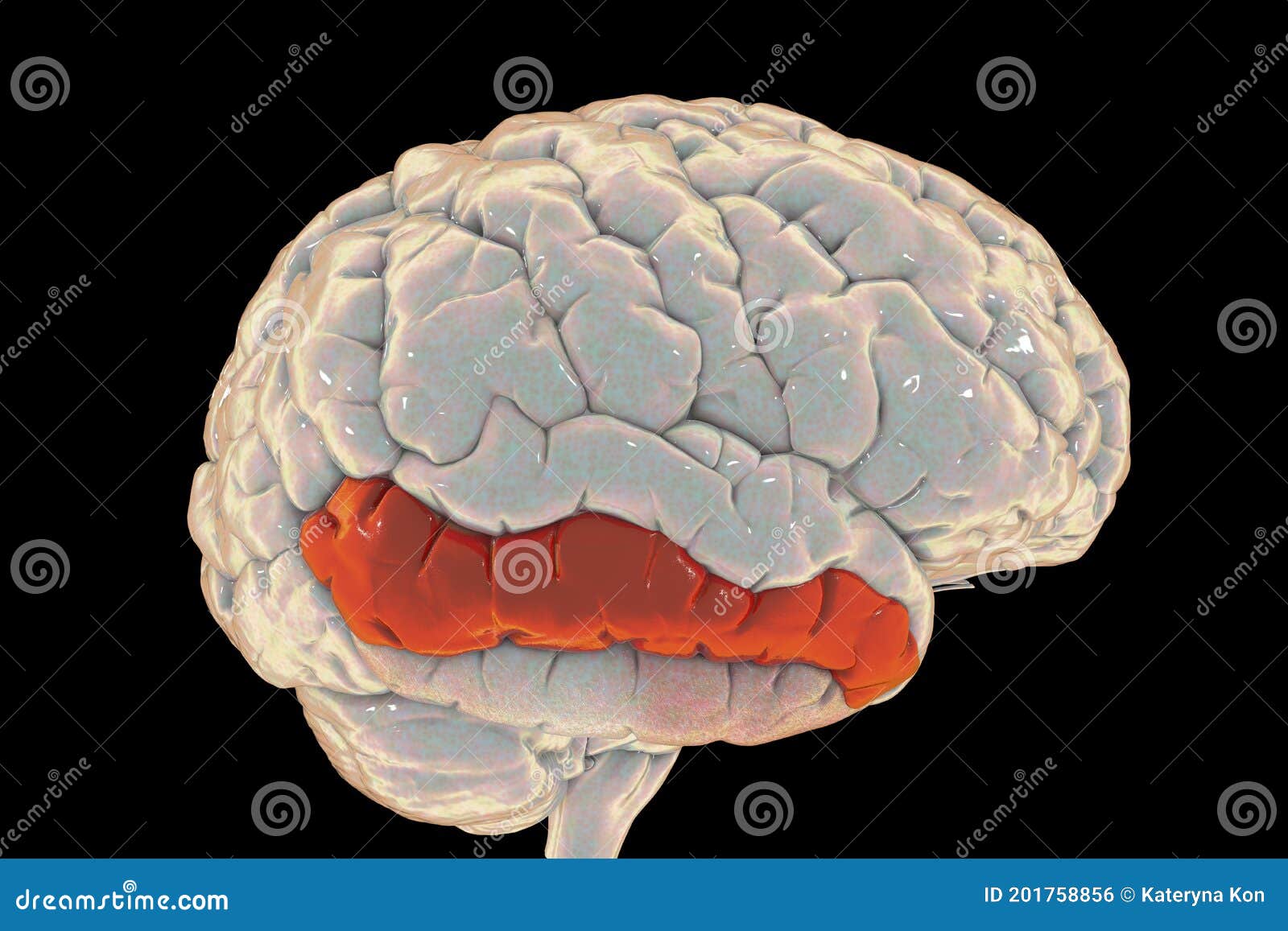 human brain with highlighted middle temporal gyrus