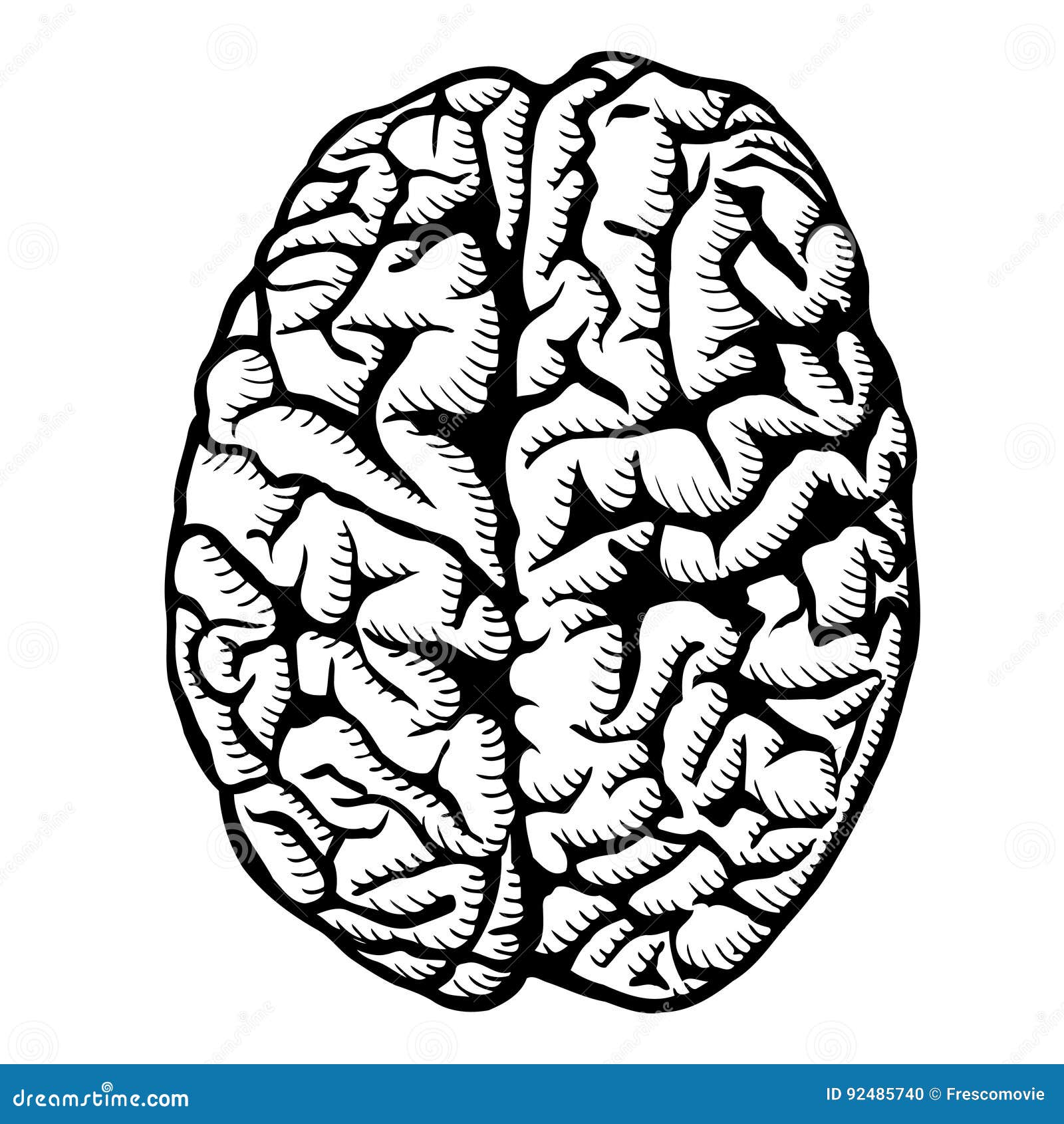 Human brain illustration stock vector. Illustration of biology - 92485740