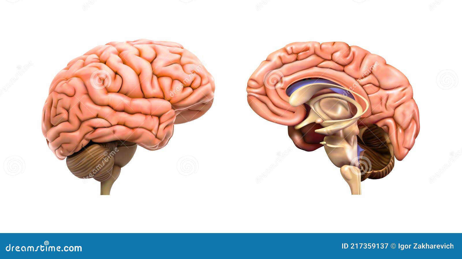 The Human Brain and Its Left Hemisphere are Separate. Stock Vector -  Illustration of vector, science: 217359137