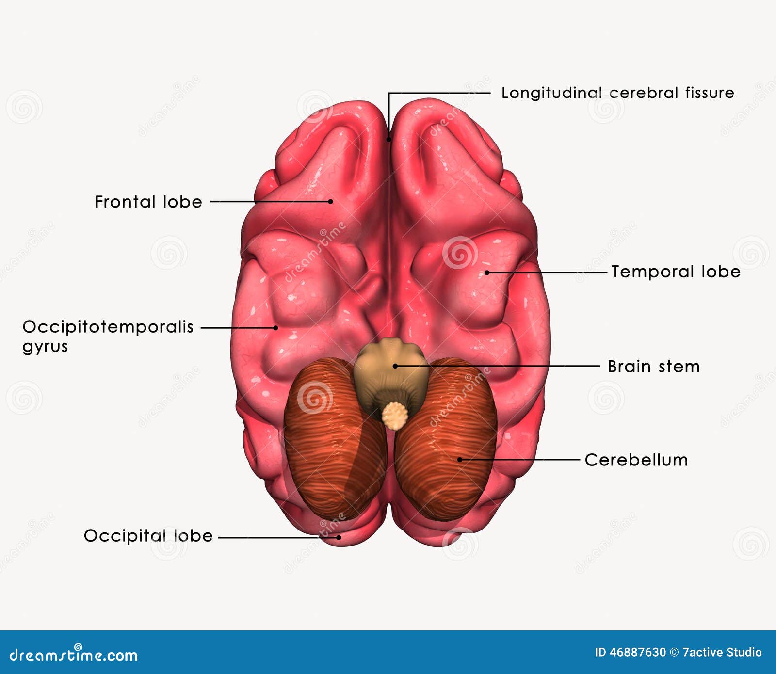 Brain pictures and labels