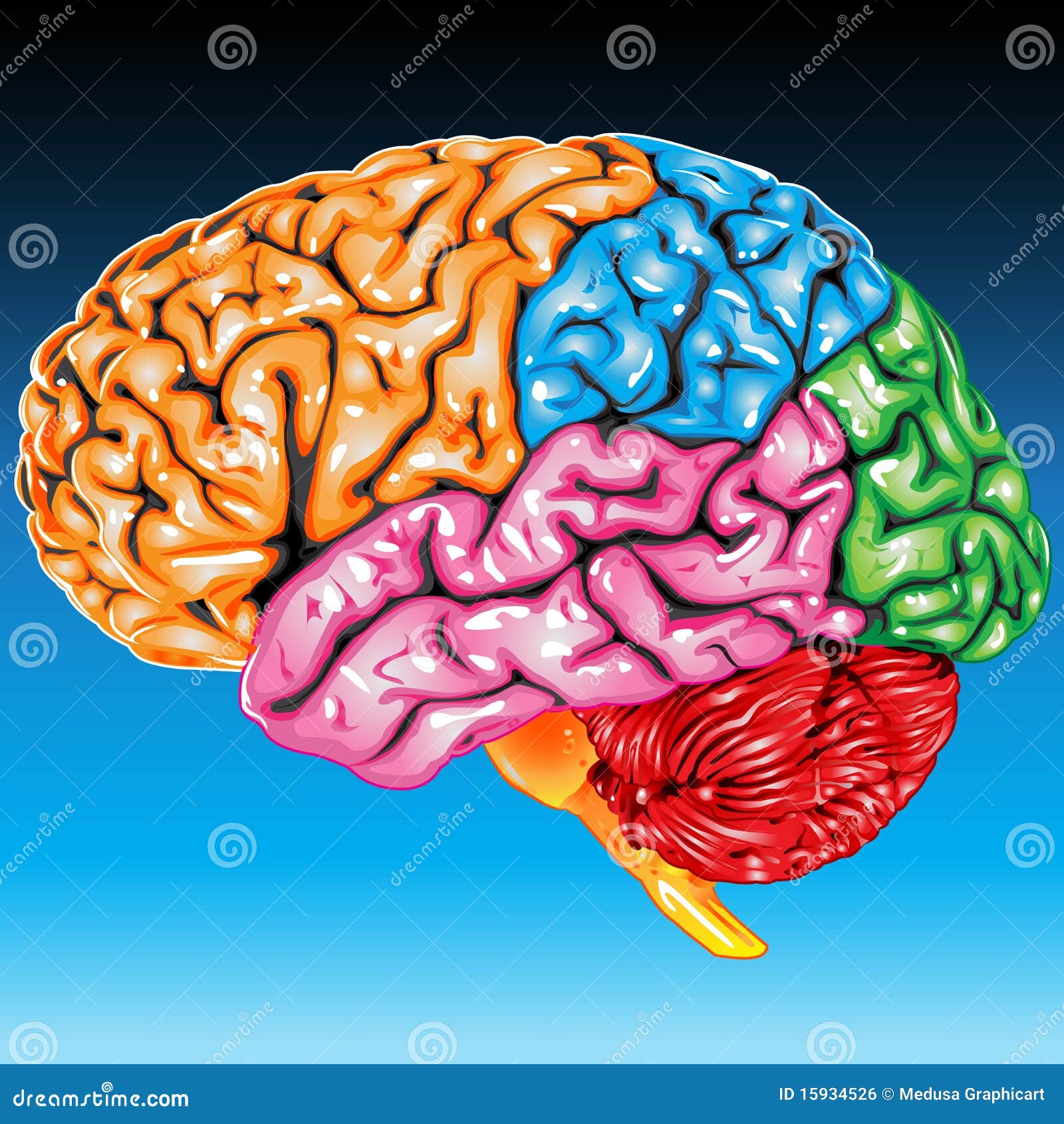 human brain lateral view