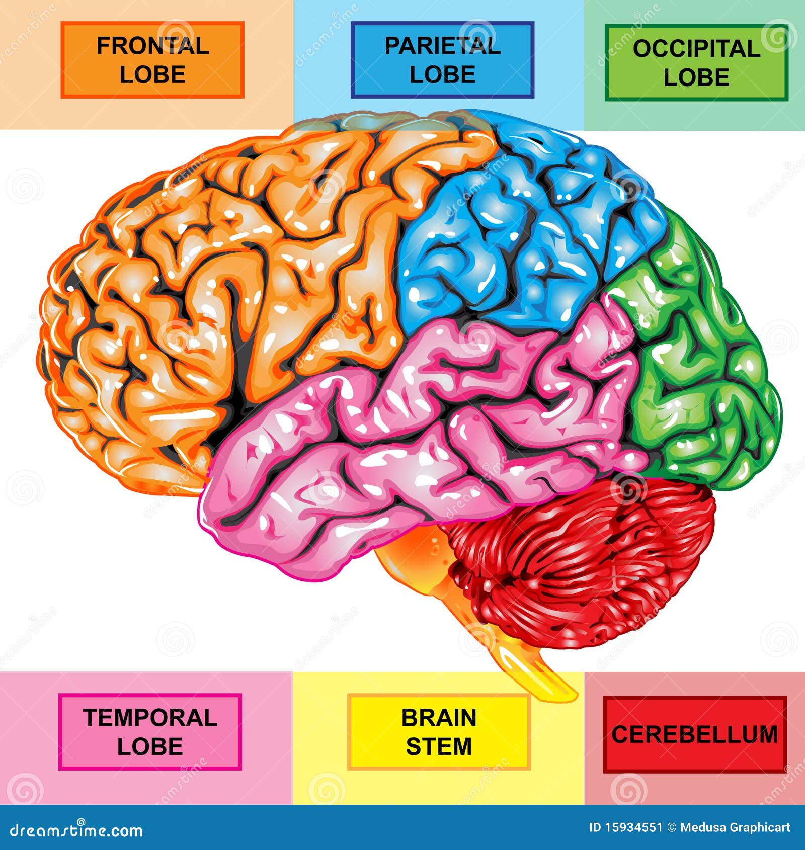 human brain lateral view
