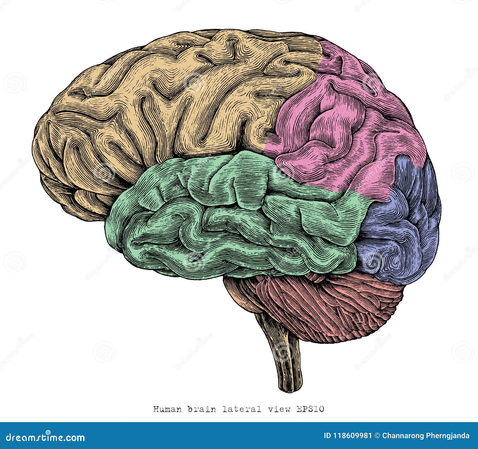 Human Brain Diagram Vector Art, Icons, and Graphics for Free Download
