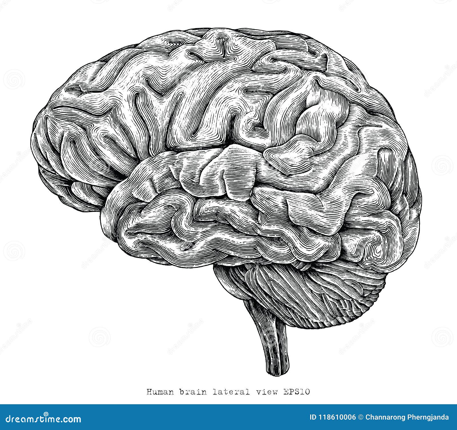 human brain lateral view hand drawing vintage engraving 