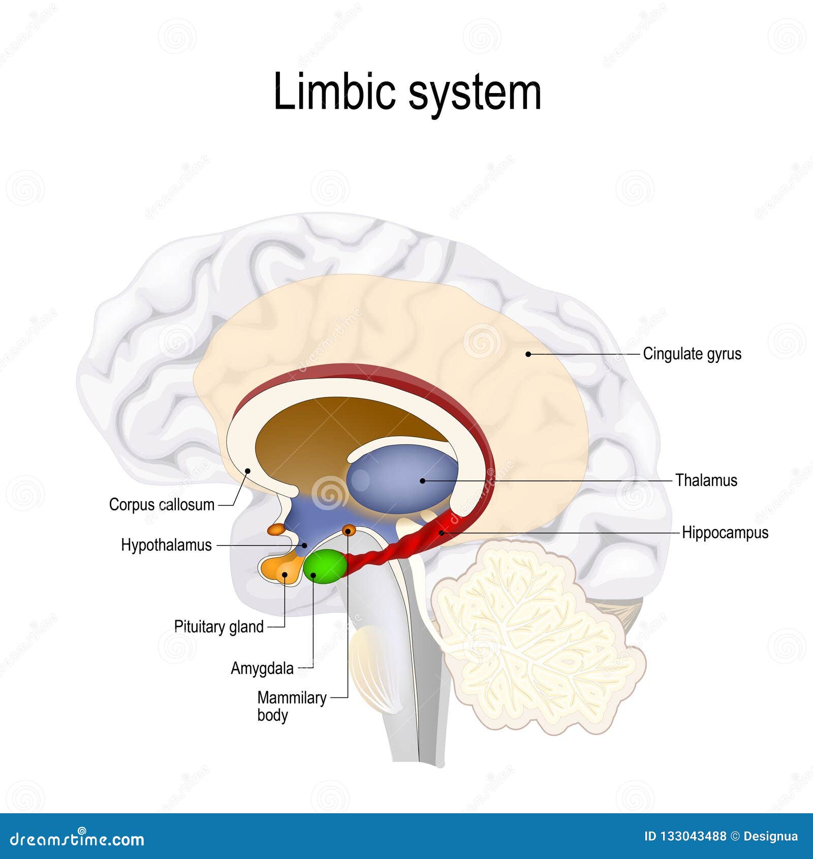Brain Anatomy Limbic System