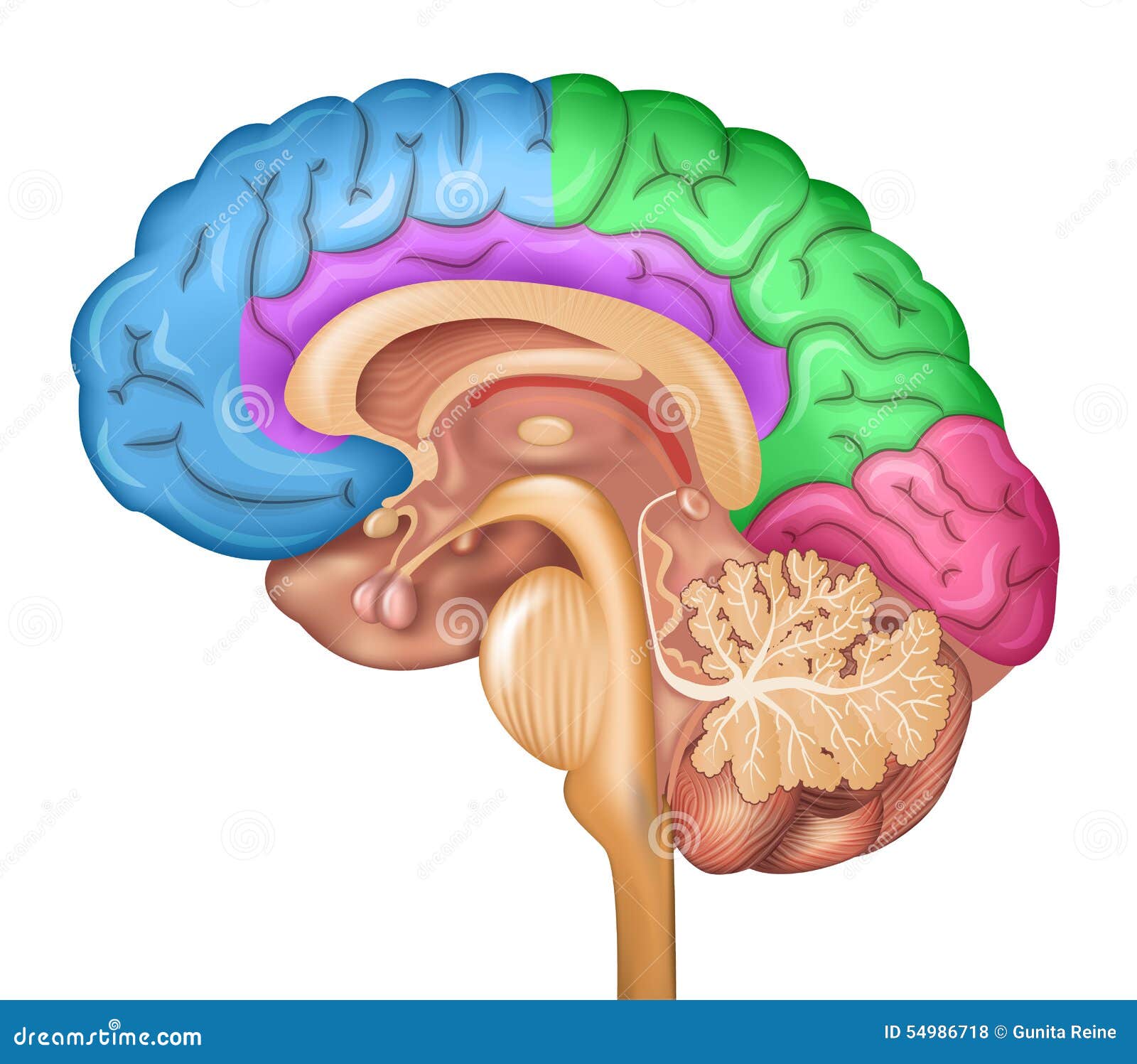 brain coloring page labeled