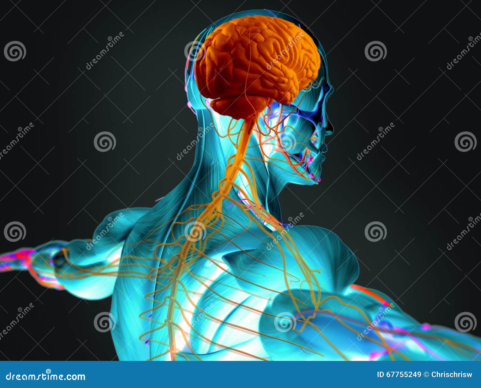 human brain and nervous system