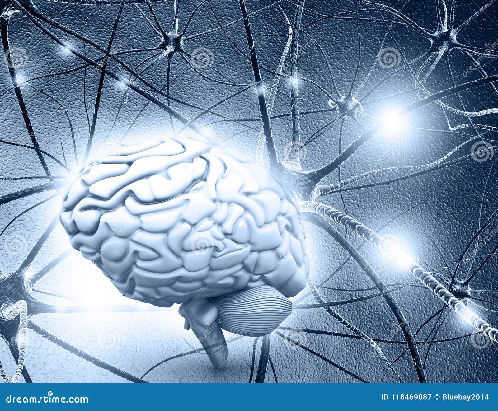 3 brain neuron cells in the body head heart intestines 3 brain neuron cells in the body head heart intestines