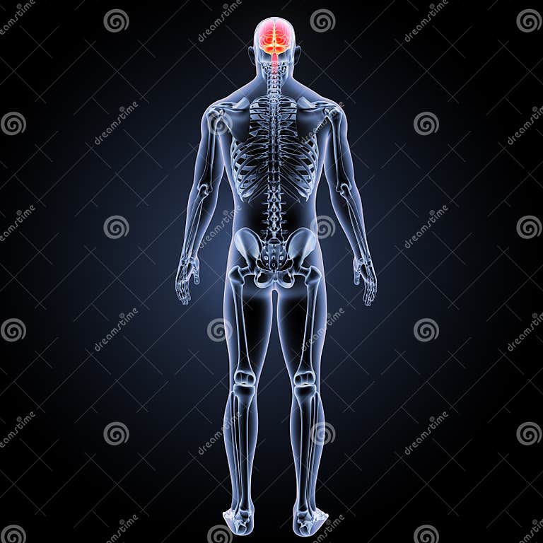 Human Brain posterior view stock illustration Illustration of Biology Diagrams