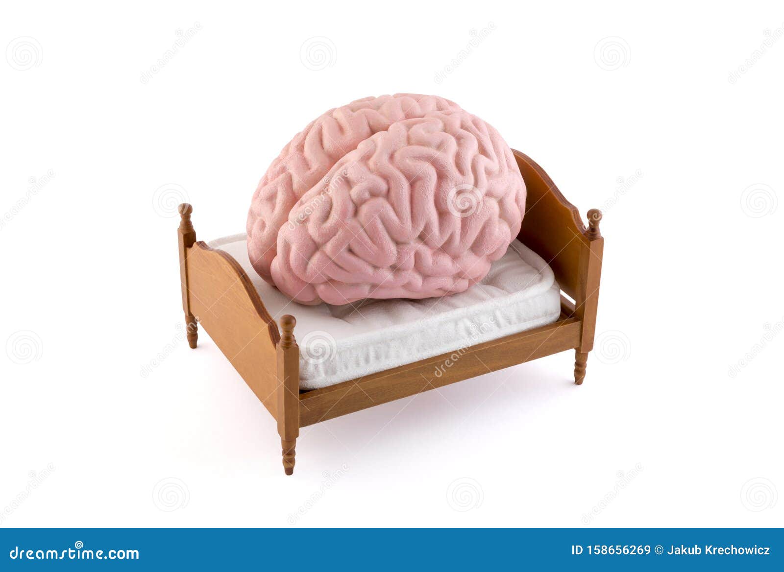 human brain resting on the bed