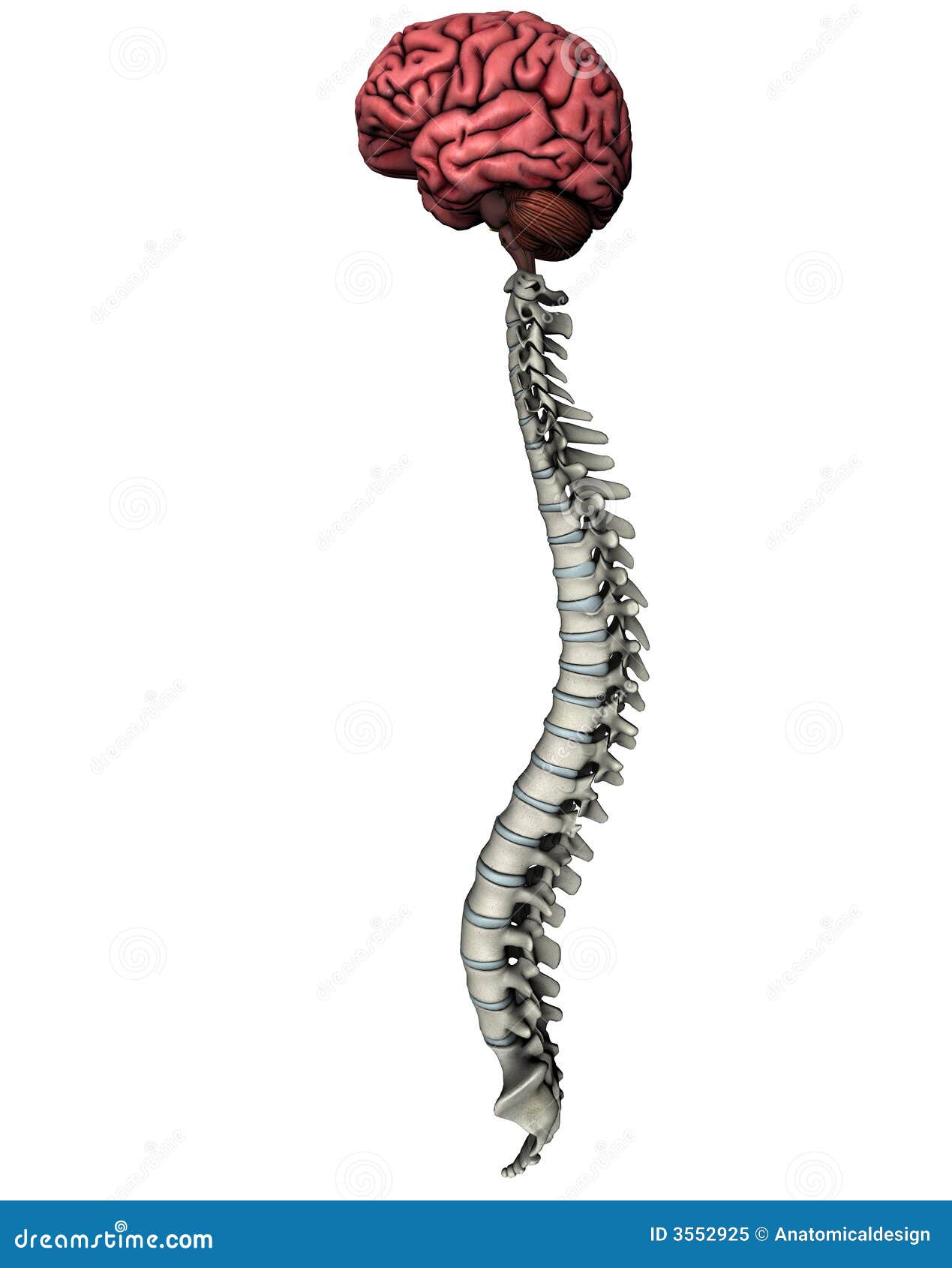 Human Brain And Spine Royalty Free Stock Photo - Image: 3552925