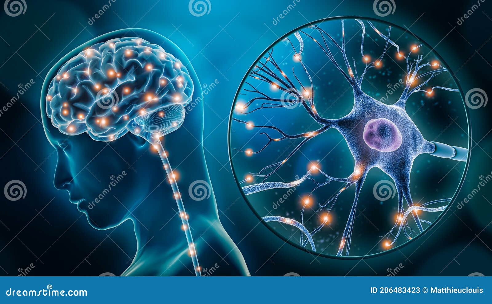 how many neuron connections in the brain for different species