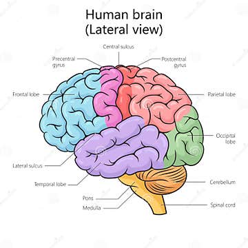 Human Brain Structure Diagram Medical Science Stock Illustration ...