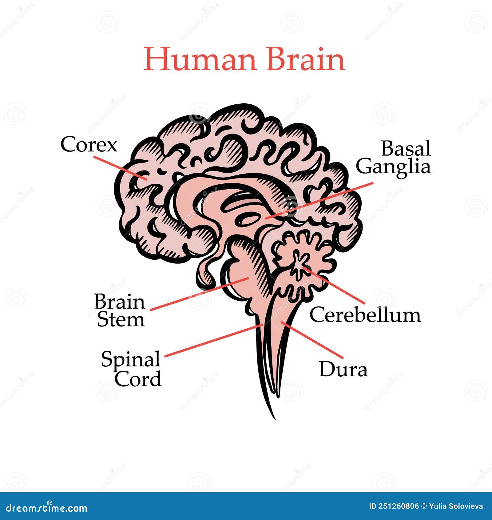 HUMAN BRAIN STRUCTURE Medical Education Vector Illustration Stock ...