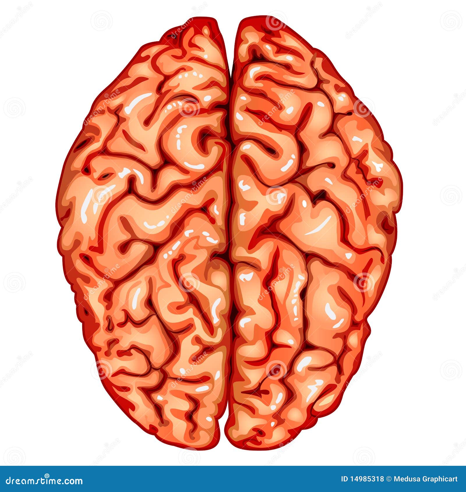 Kartofler emne Ren og skær Human Brain Top View Stock Illustrations – 626 Human Brain Top View Stock  Illustrations, Vectors & Clipart - Dreamstime