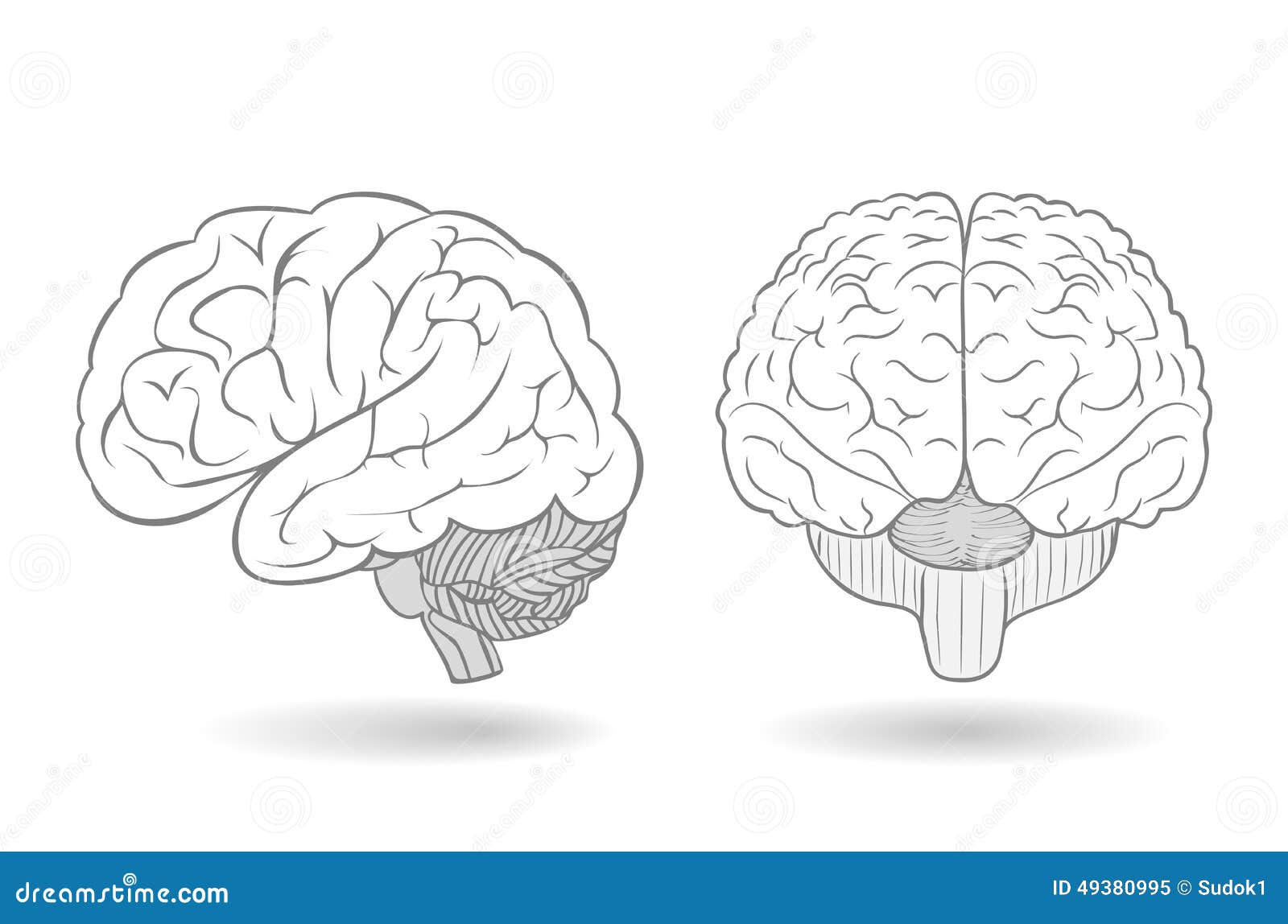 human brain in two perspectives
