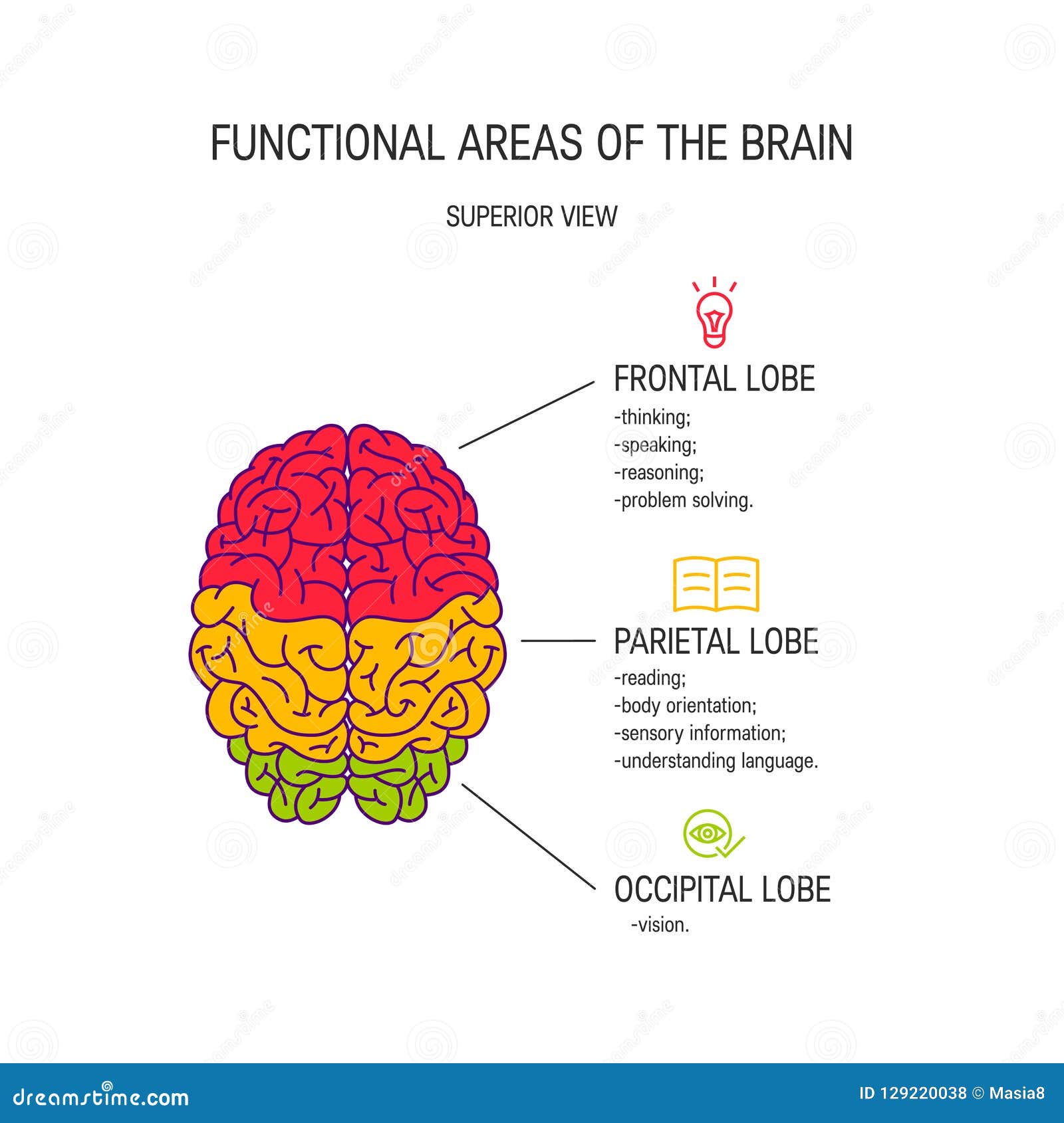 Functional Areas Of The Human Brain Diagram Vector Illustrations