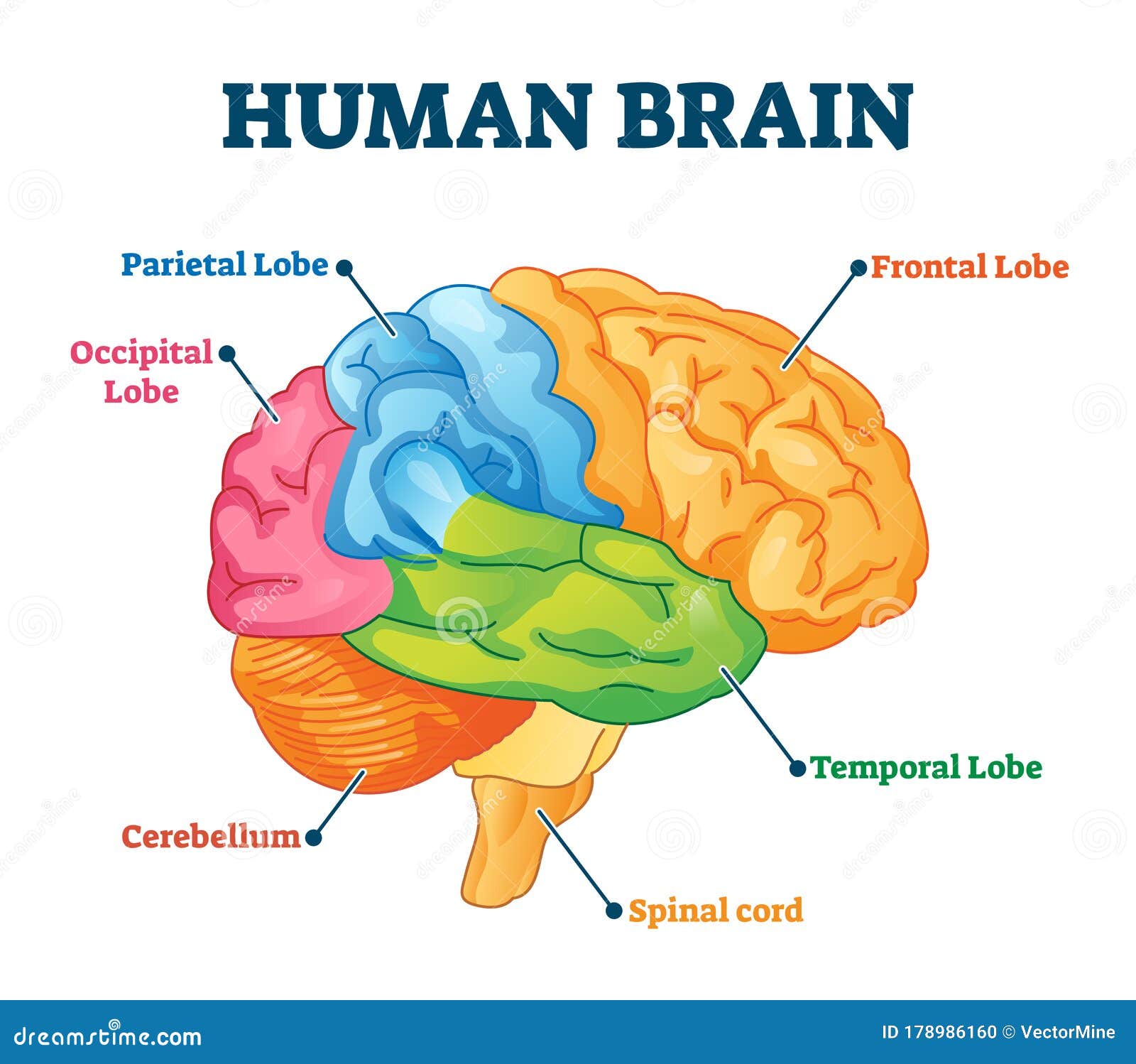 human brain  . labeled anatomical educational parts scheme