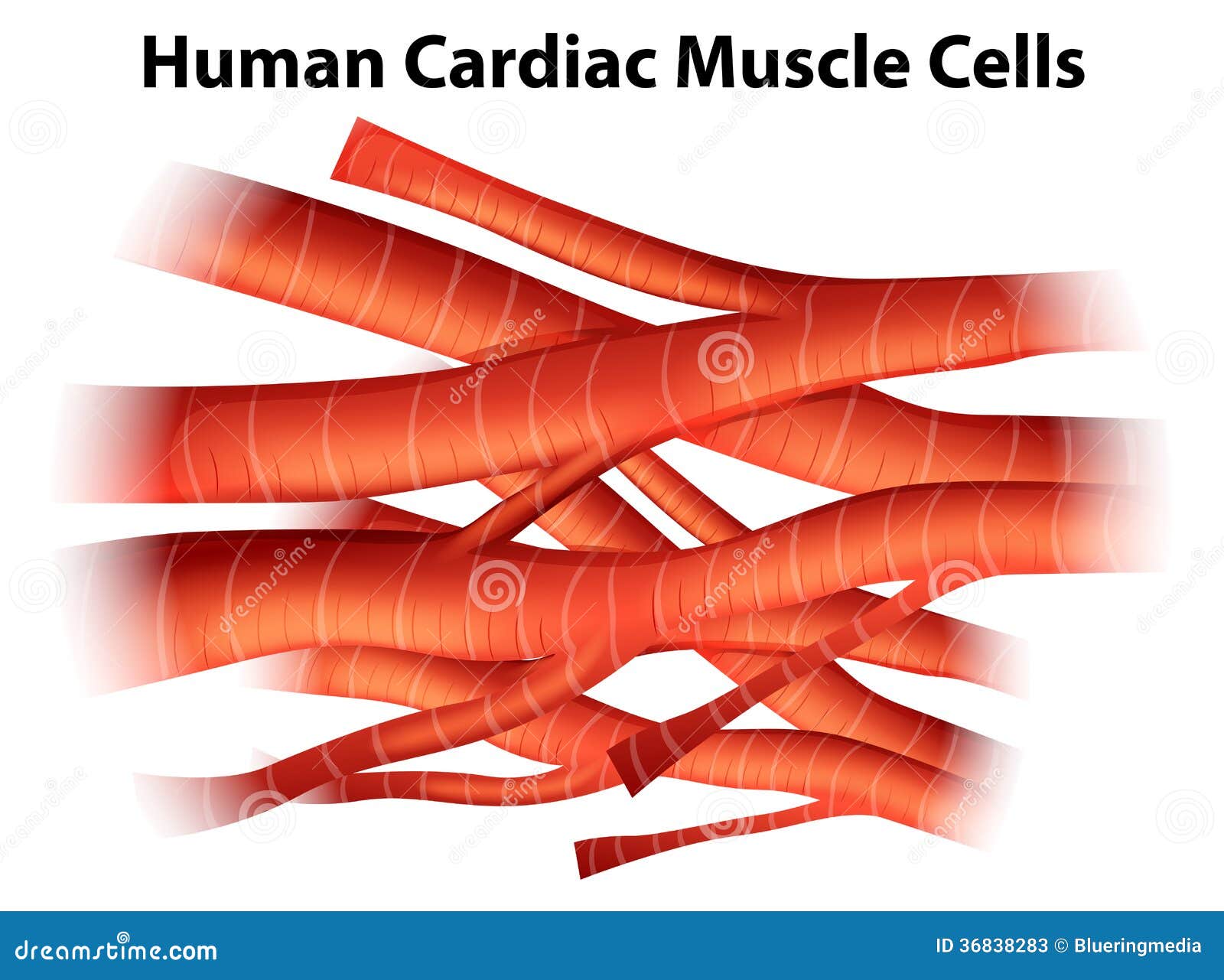 Human cardiac muscle cells stock illustration. Illustration of drawing