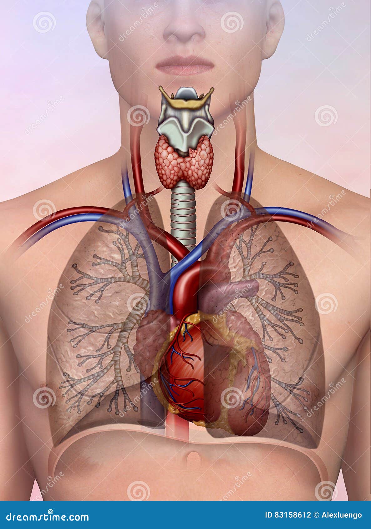 Human Cardio and Respiratory System Stock Illustration Illustration