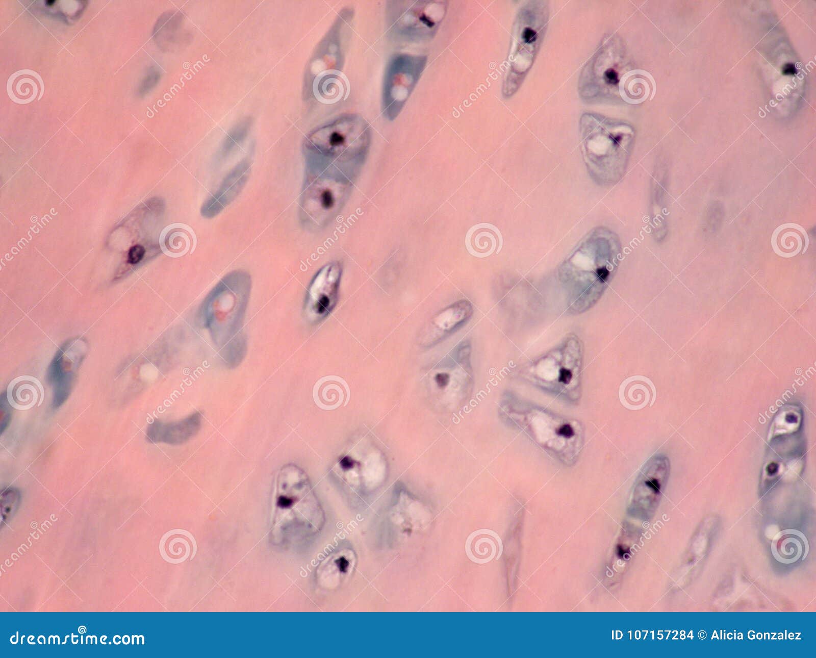 cartilaginous chondriom tissue microphotography under optic microscope 200x