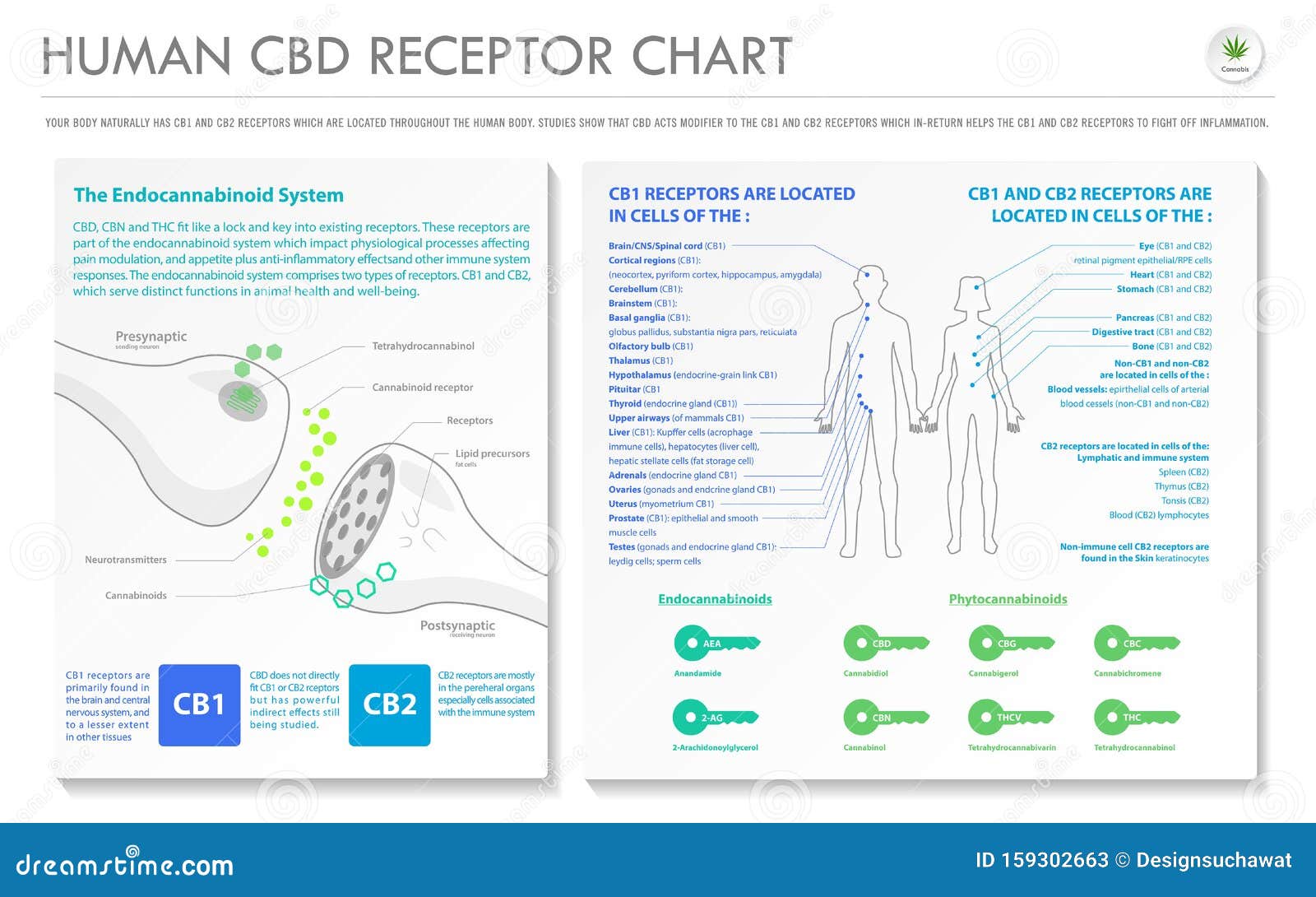 human cbd receptor chart horizontal business infographic