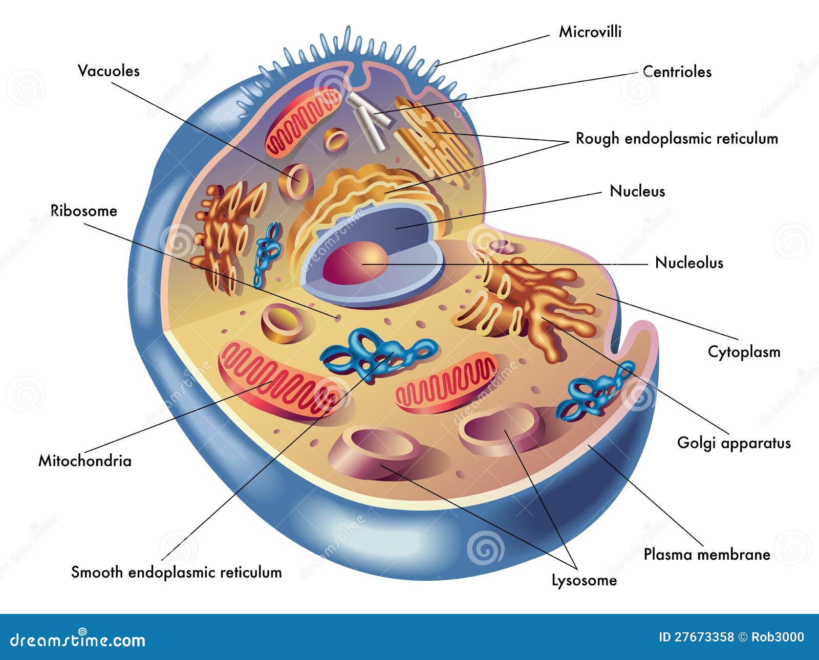 human cell diagram for kids