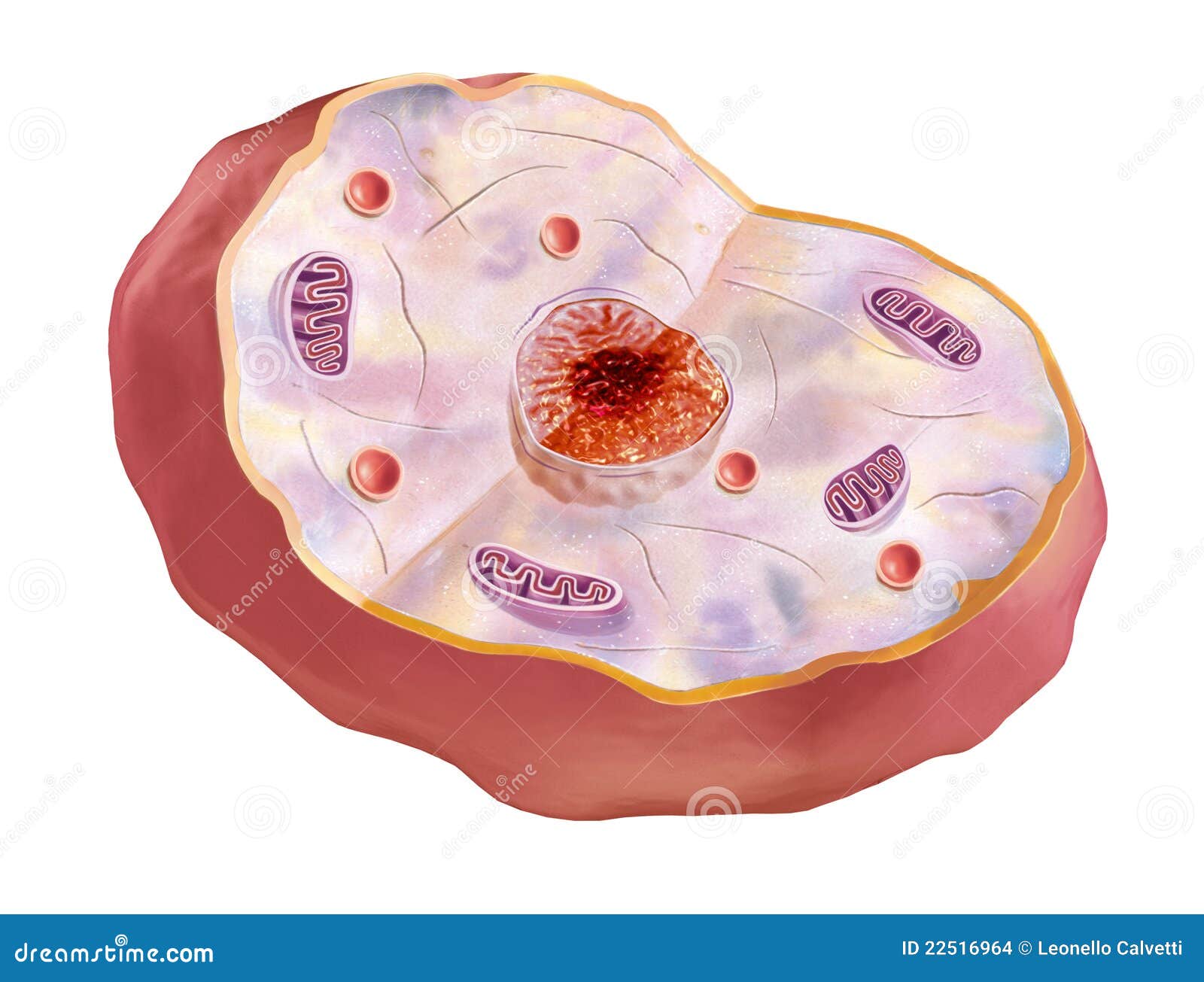 Human cell, anatomy image. stock illustration. Illustration of organ