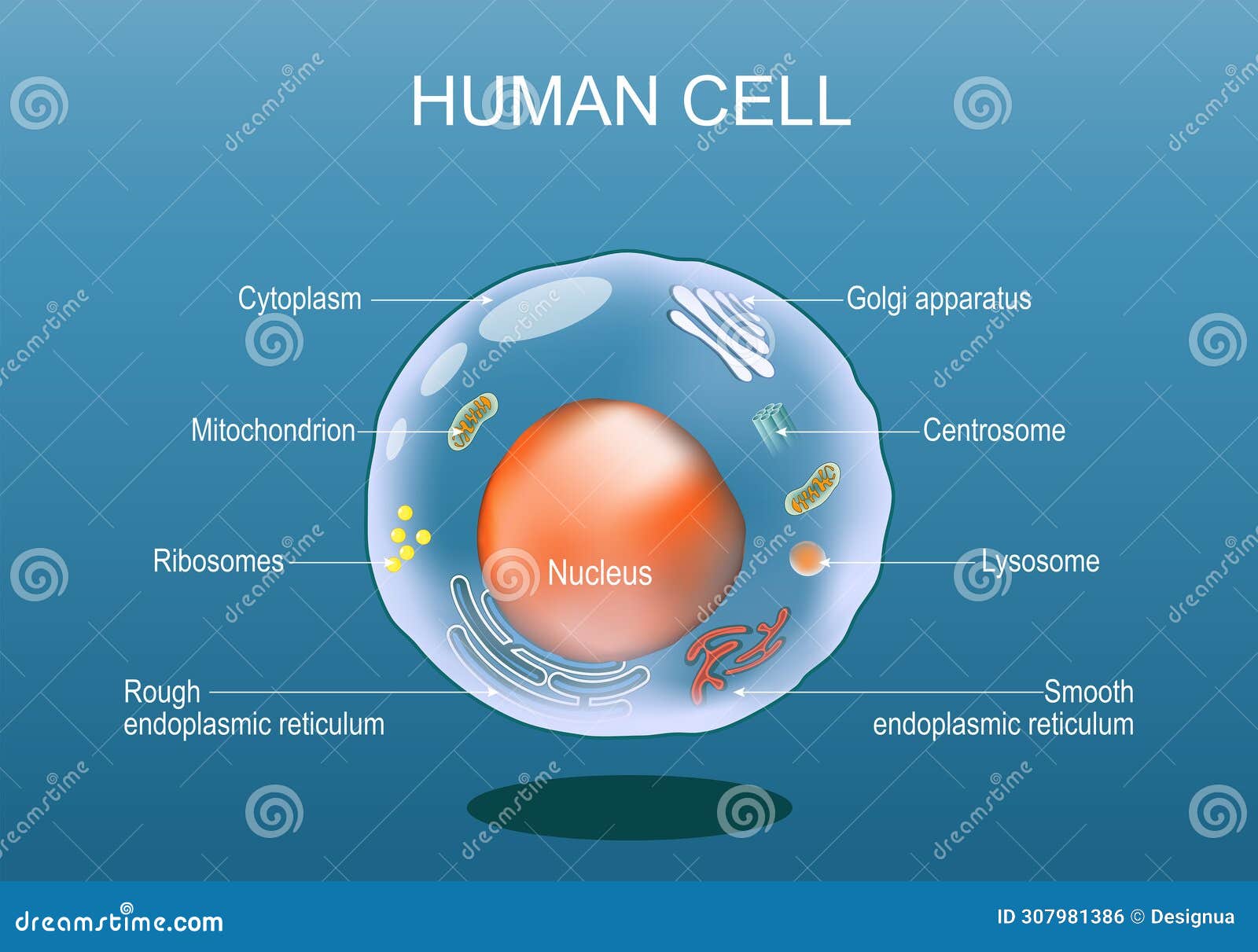 human cell anatomy. structure of a eukaryotic cell