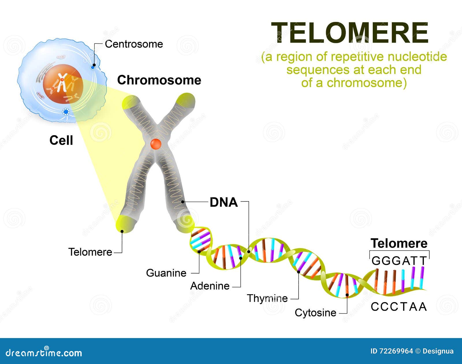 Human Cell Chromosome and Telomere Stock Vector Biology Diagrams