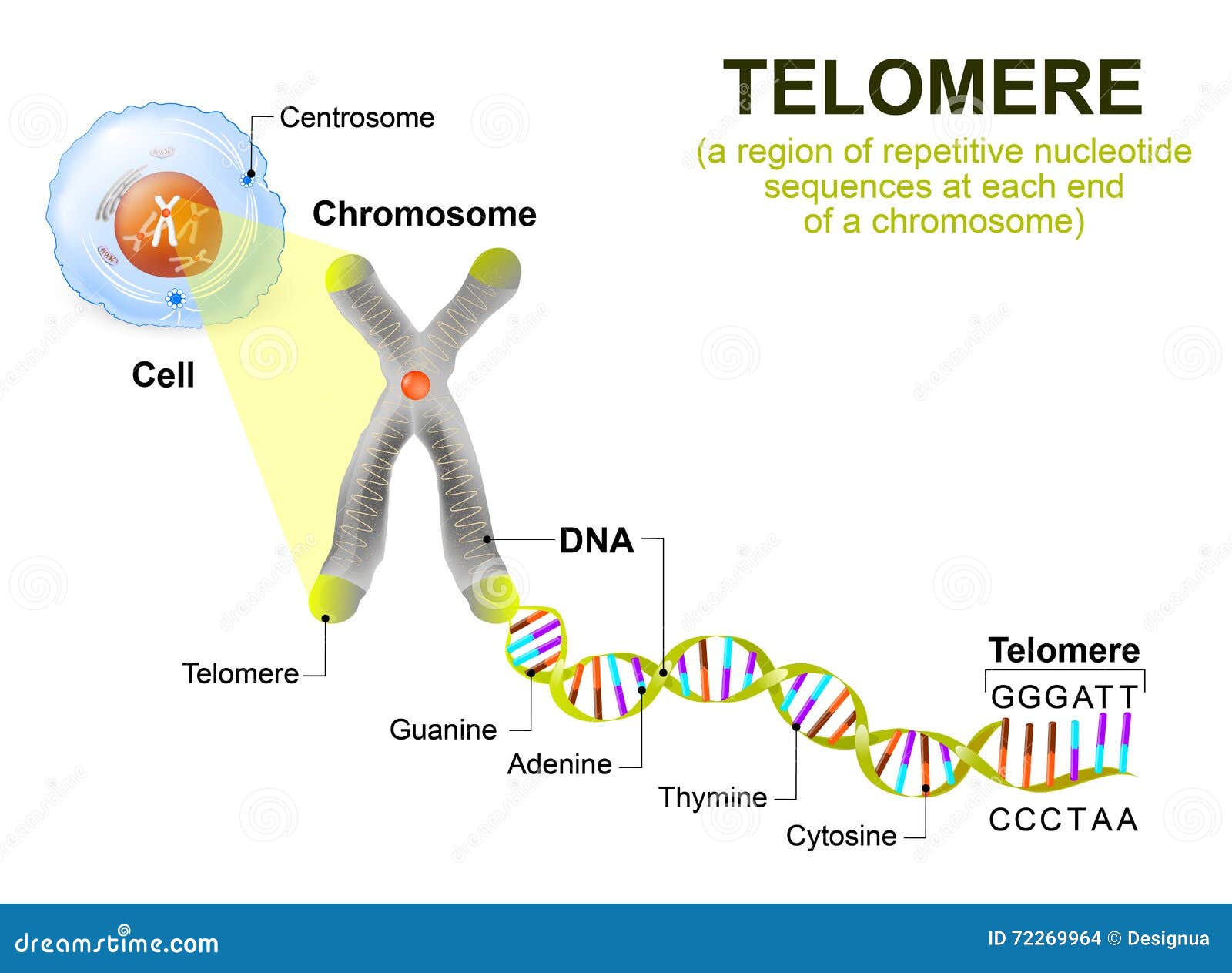 human cell, chromosome and telomere