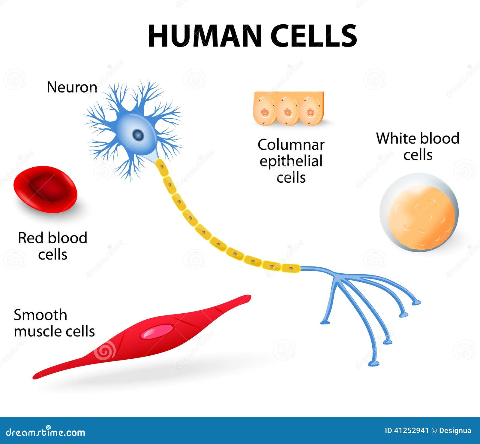 human cell model for kids