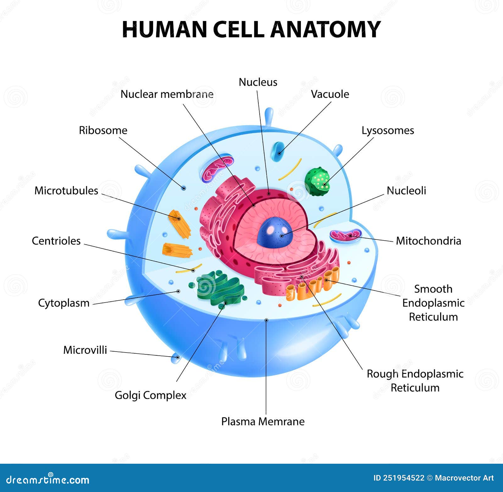 Human Cell Diagram stock vector. Illustration of poster Biology Diagrams