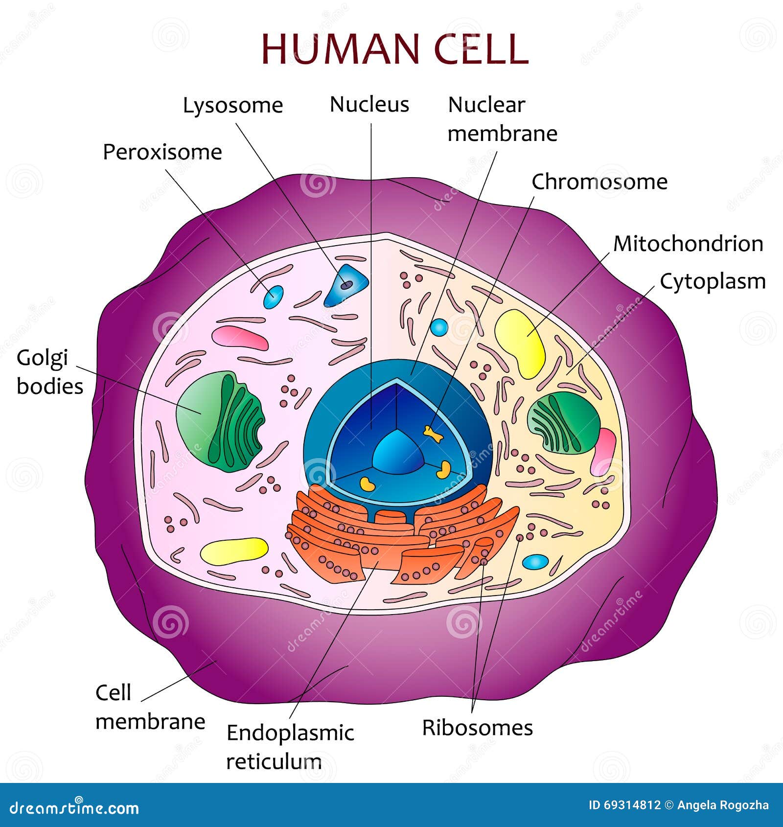 Human Cell Diagram Stock Vector  Illustration Of Vector