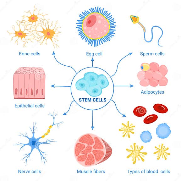Human Cells Diagram Set stock illustration. Illustration of science ... Biology Diagrams