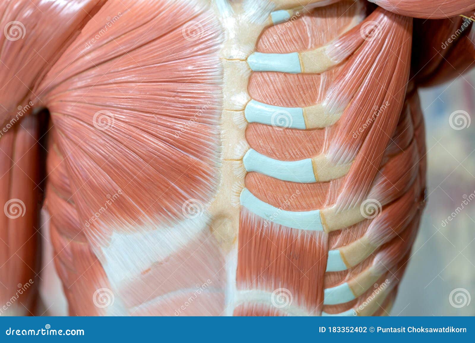 Human Chest Muscle Anatomy