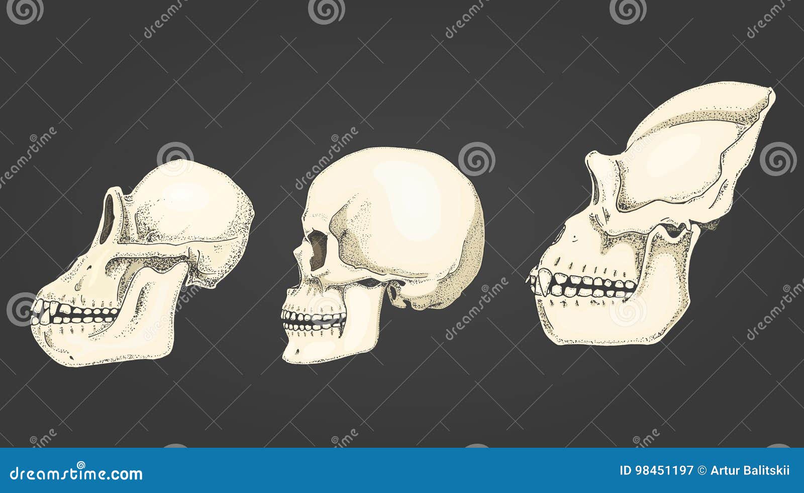 gorilla skull vs human skull