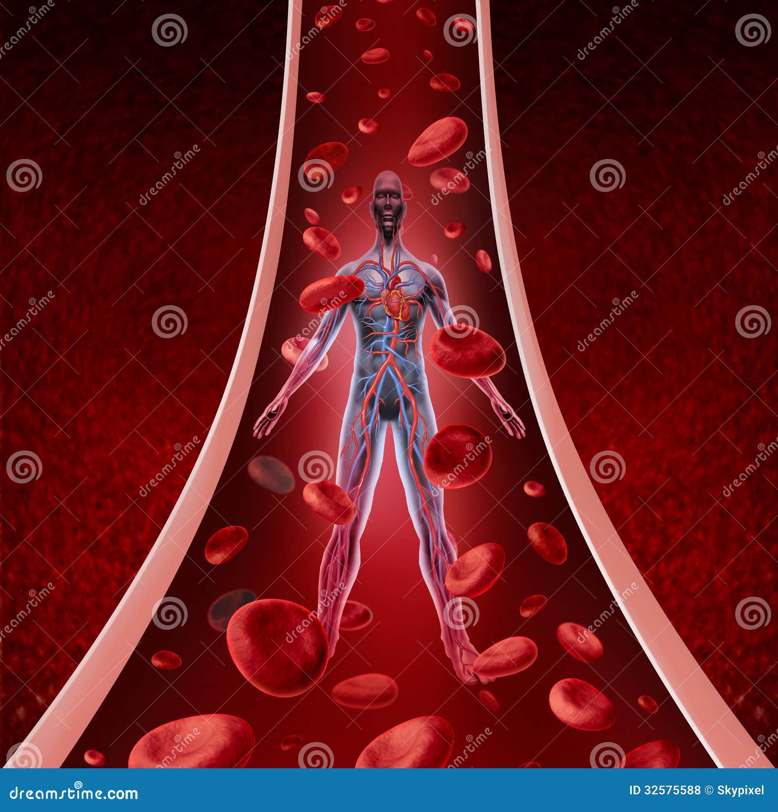 health symbol apple of with concept Human as human heart circulation cardiovascular a health health symbol apple of with concept Human as human heart circulation cardiovascular a health
