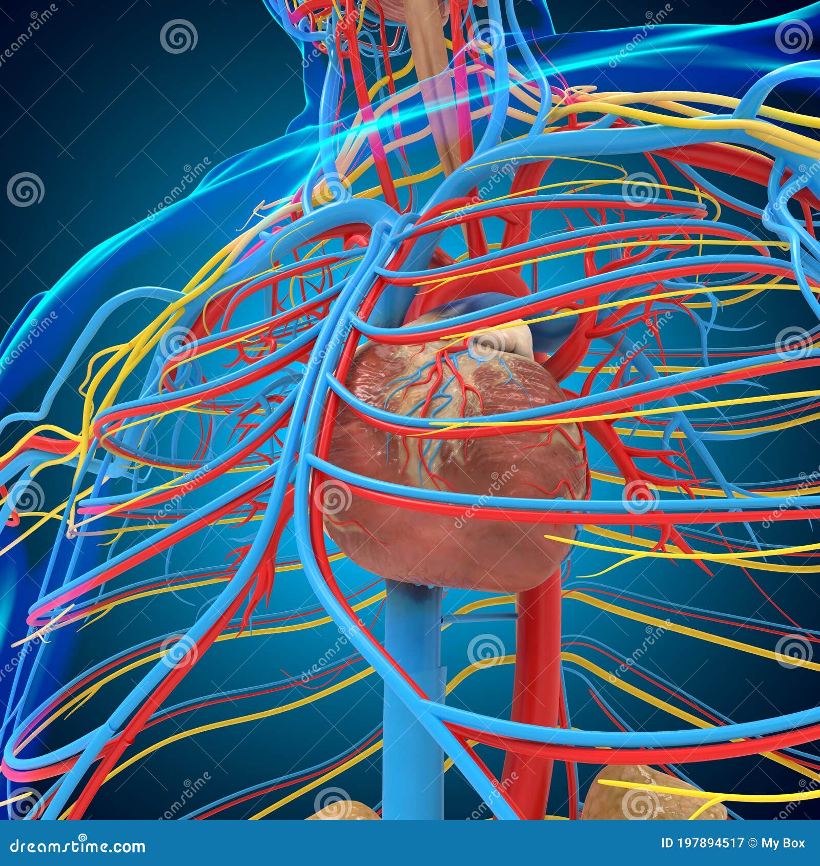 Human Circulatory System Anatomy with Heart for Medical Concept 3D ...