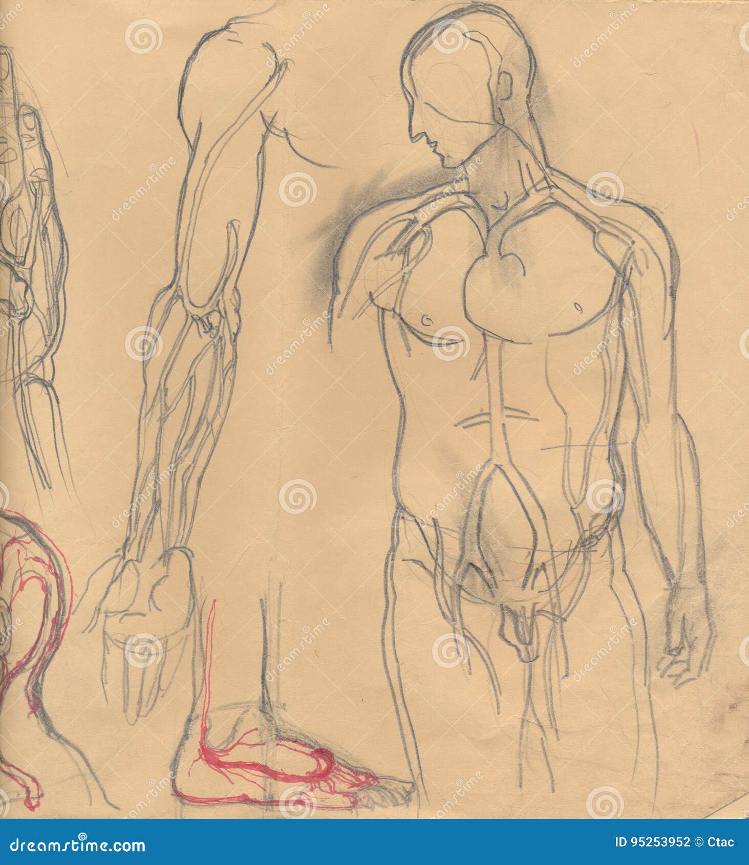 Basic Manga Anatomy Tutorial | Drawing Referenc...