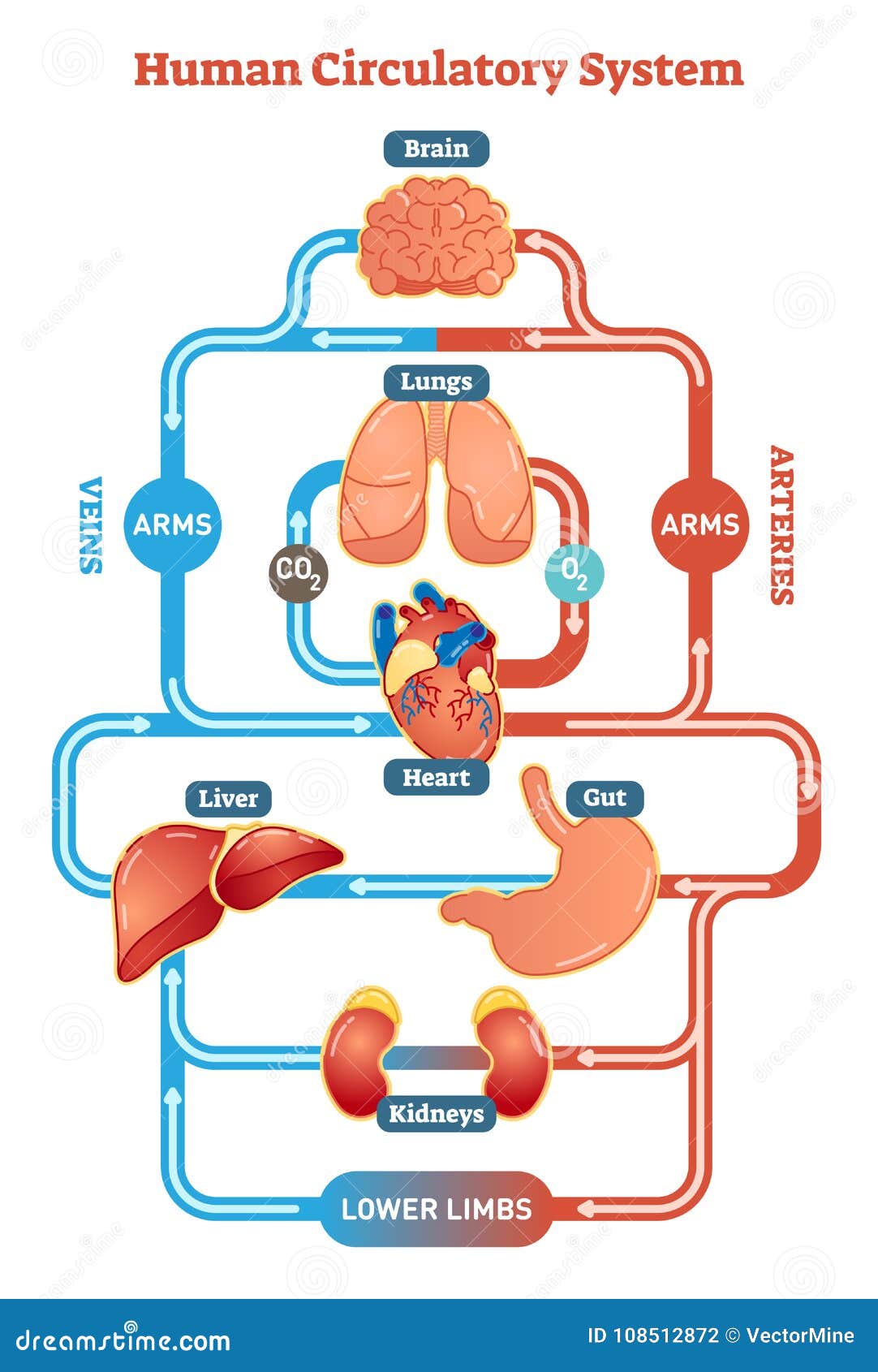 Human Circulatory System Vector Illustration Diagram ...